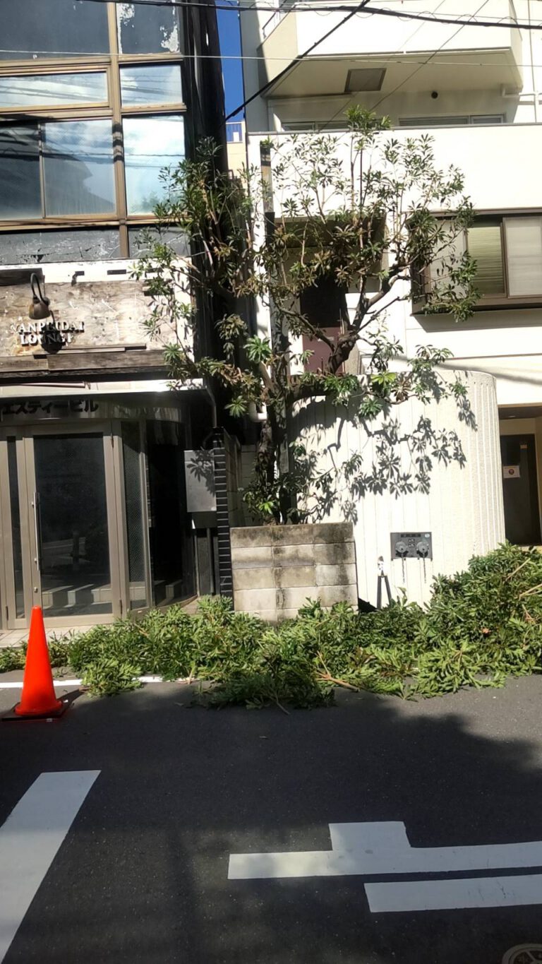 庭木の剪定